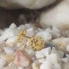 Delicate Gold-Plated Blossom Stud Earrings – Handcrafted Floral Beauty