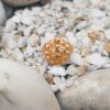 Vintage Floral Gold-Plated Ring for Women – Bold Traditional Statement Jewelry
